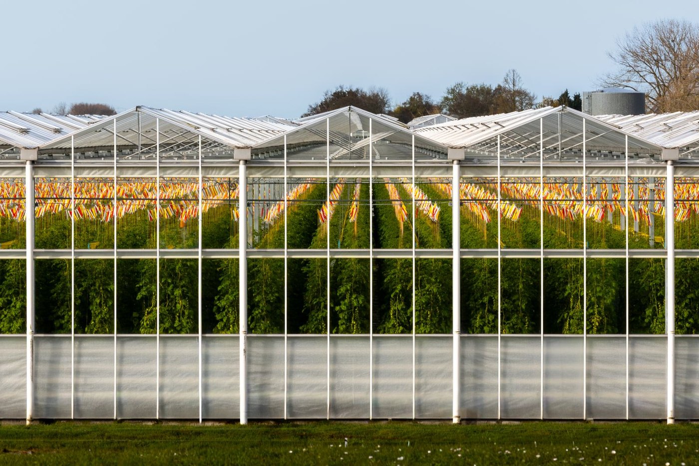 A modern production greenhouse: glazing chosen for PAR transmission and climate control, not looks.